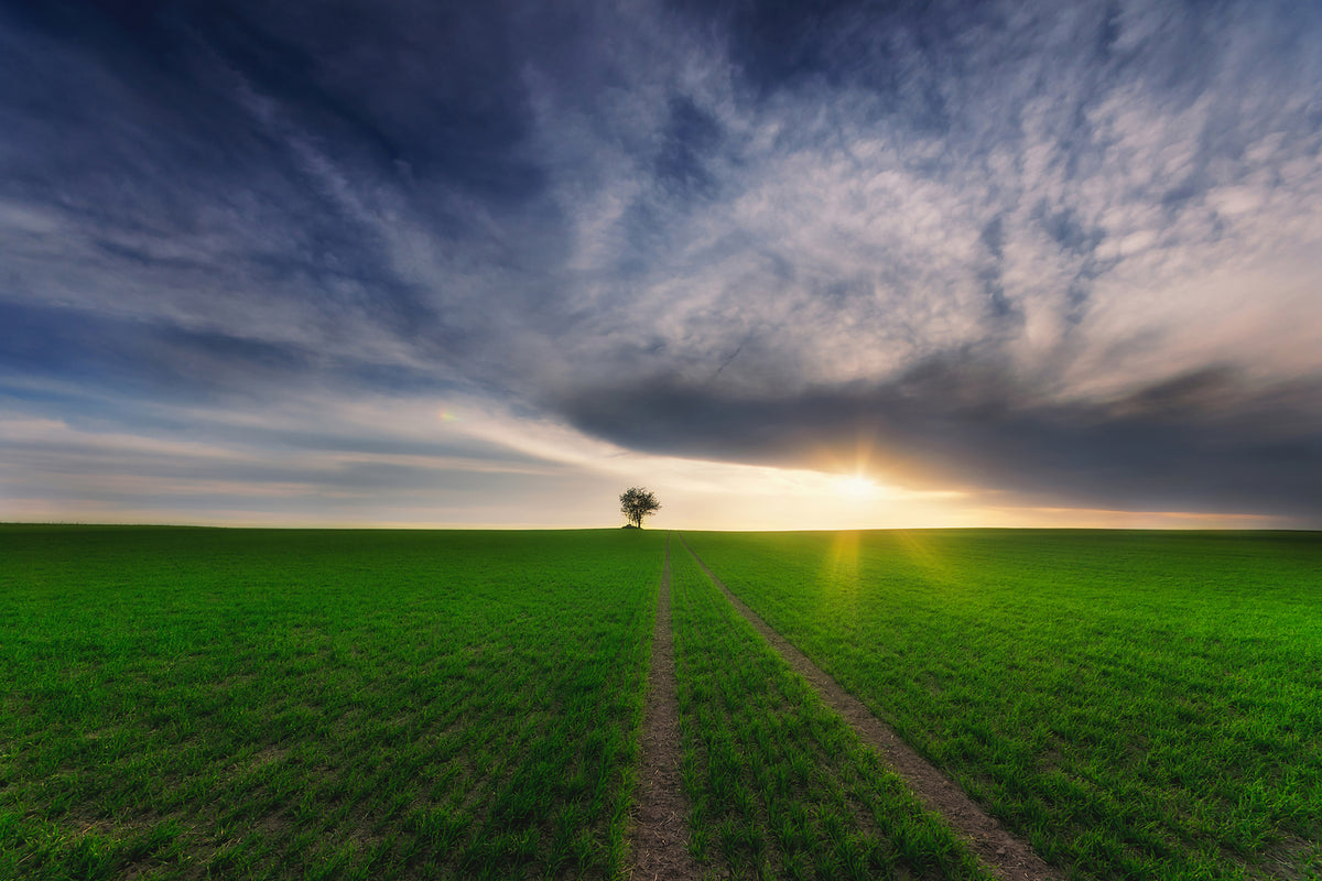 photo-wallpaper-loner-in-the-sun