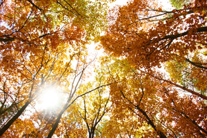 photo-wallpaper-enlightened-autumn-trees