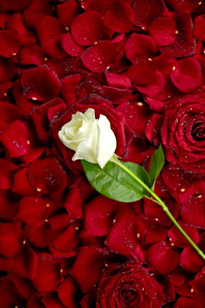 photo-wallpaper-bed-of-roses