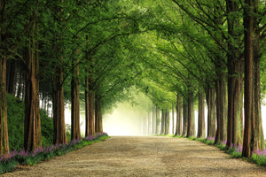 photo-wallpaper-metasequoia-road-x