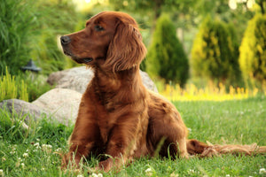 photo-wallpaper-attentive-irish-setter