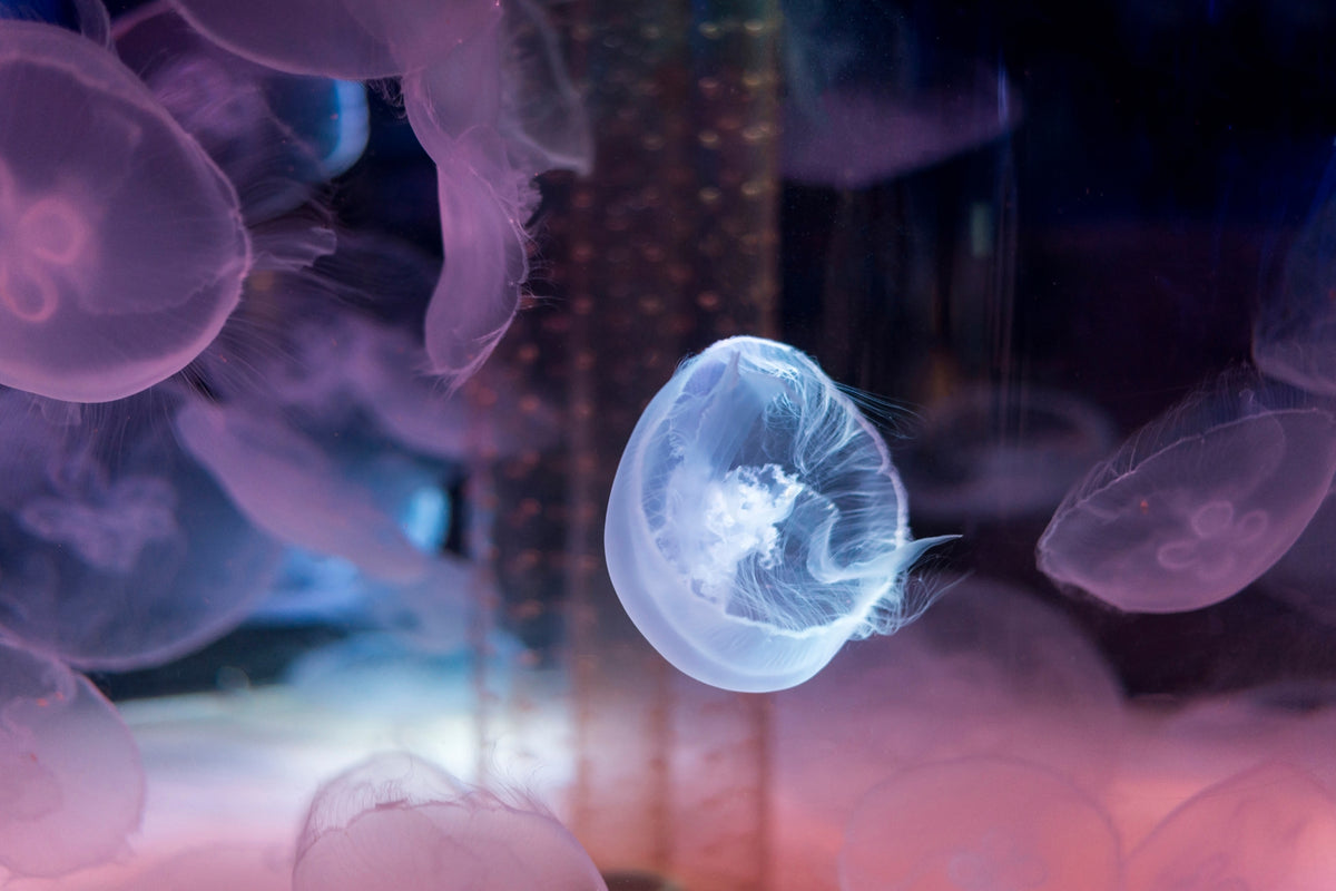 photo-wallpaper-the-beauty-of-jellyfish