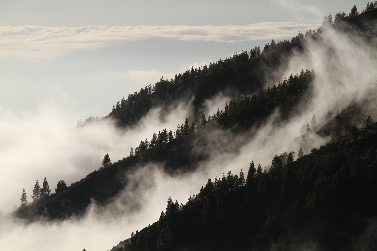 photo-wallpaper-fog-in-the-woods