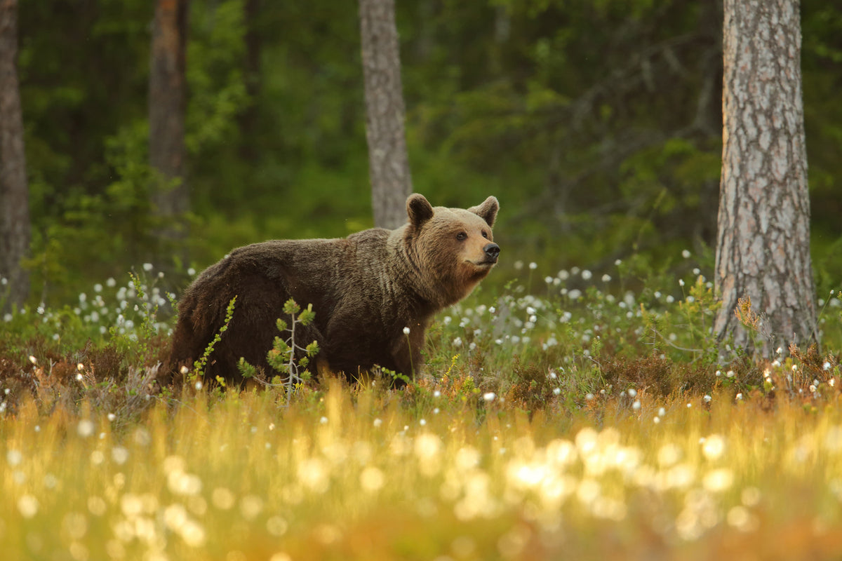 photo-wallpaper-brown-bear-x