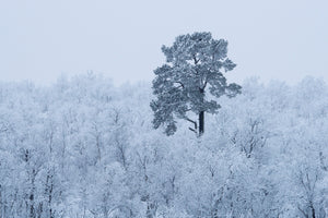 photo-wallpaper-first-snow-x