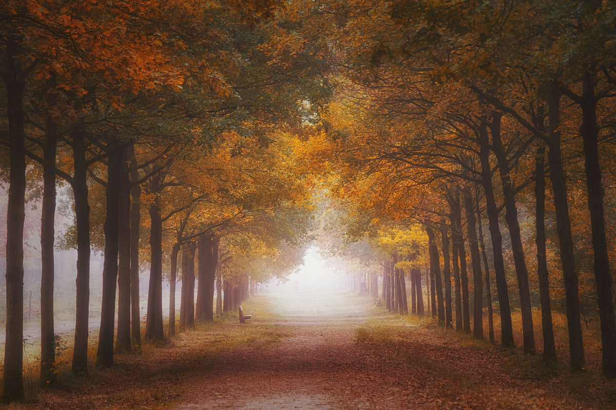 photo-wallpaper-foggy-autumn-dream-x