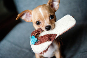 photo-wallpaper-obedient-chihuahua