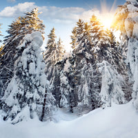 photo-wallpaper-fir-in-snow