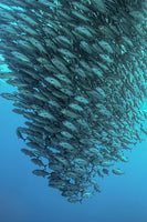 photo-wallpaper-schooling-jackfishes