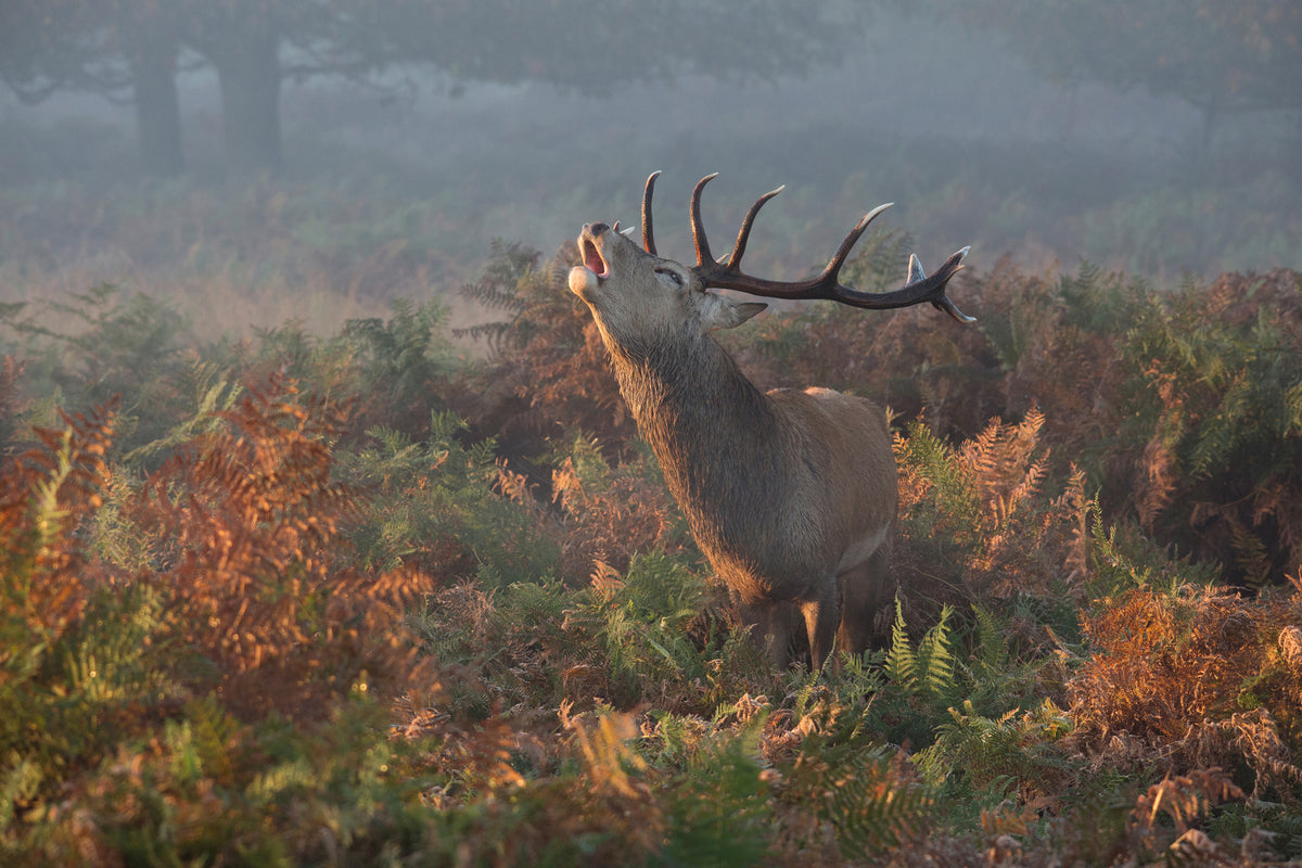 photo-wallpaper-bellowing-stag-deer-x