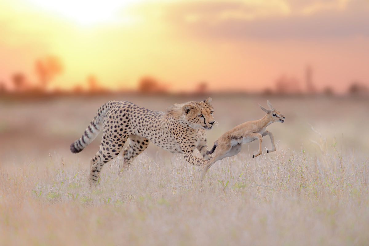 photo-wallpaper-cheetah-hunting-a-gazelle-x