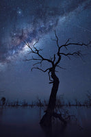 photo-wallpaper-the-tree-p