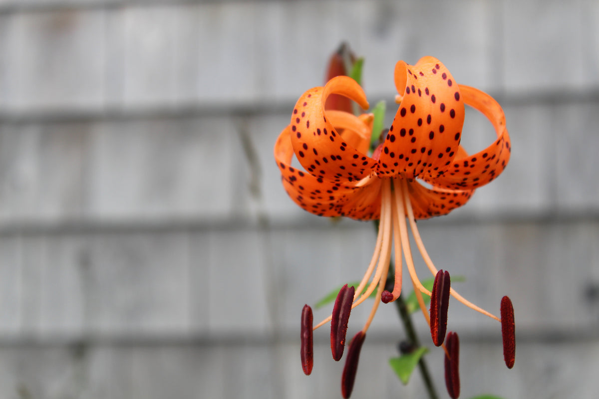 photo-wallpaper-the-blossom-of-the-tiger-lily