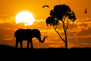 photo-wallpaper-dreamy-africa