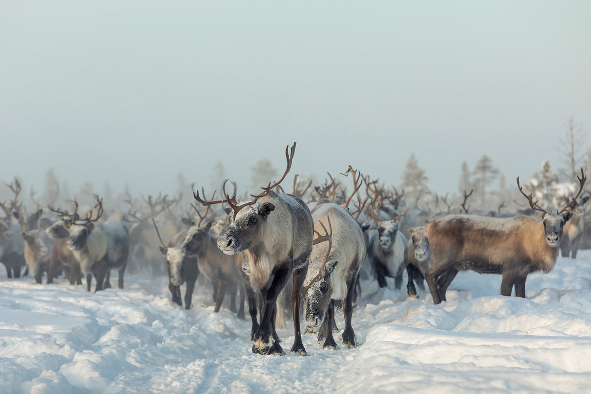 photo-wallpaper-reindeers-x