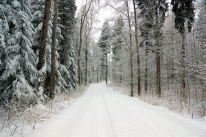 photo-wallpaper-snow-in-the-forest