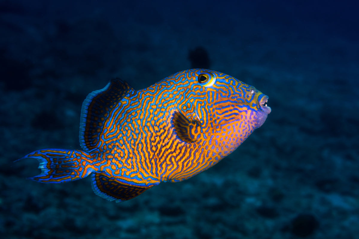 photo-wallpaper-blue-triggerfish