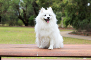 photo-wallpaper-the-spitz-as-a-young-dog