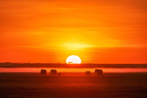 photo-wallpaper-africa-impression-x