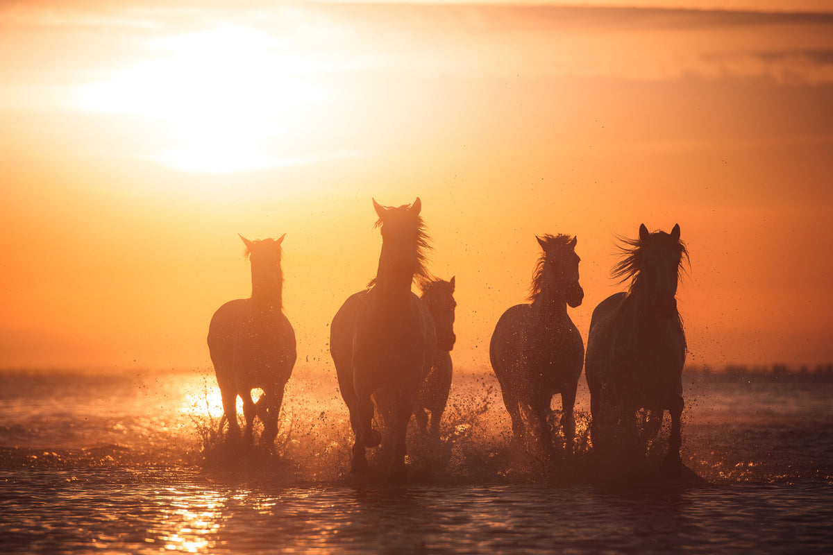 photo-wallpaper-camargue-angels-x