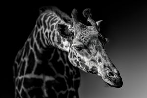 photo-wallpaper-giraffe-x