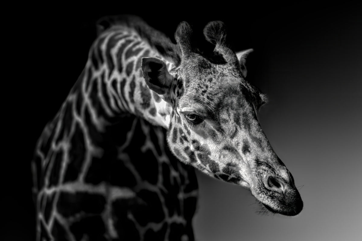 photo-wallpaper-giraffe-x