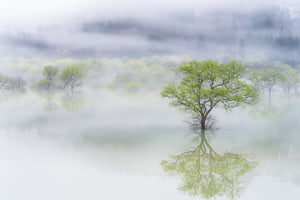 photo-wallpaper-dreamy-tree-x