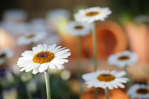 photo-wallpaper-daisies-xl