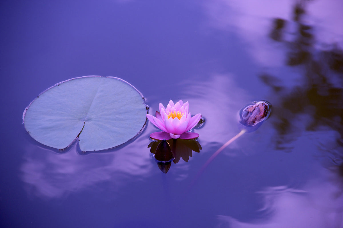 photo-wallpaper-lotus-flower