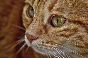 photo-wallpaper-close-up-cat39s-head