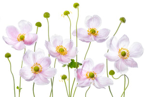 photo-wallpaper-japanese-anemones