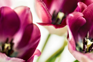 photo-wallpaper-tulip-iv