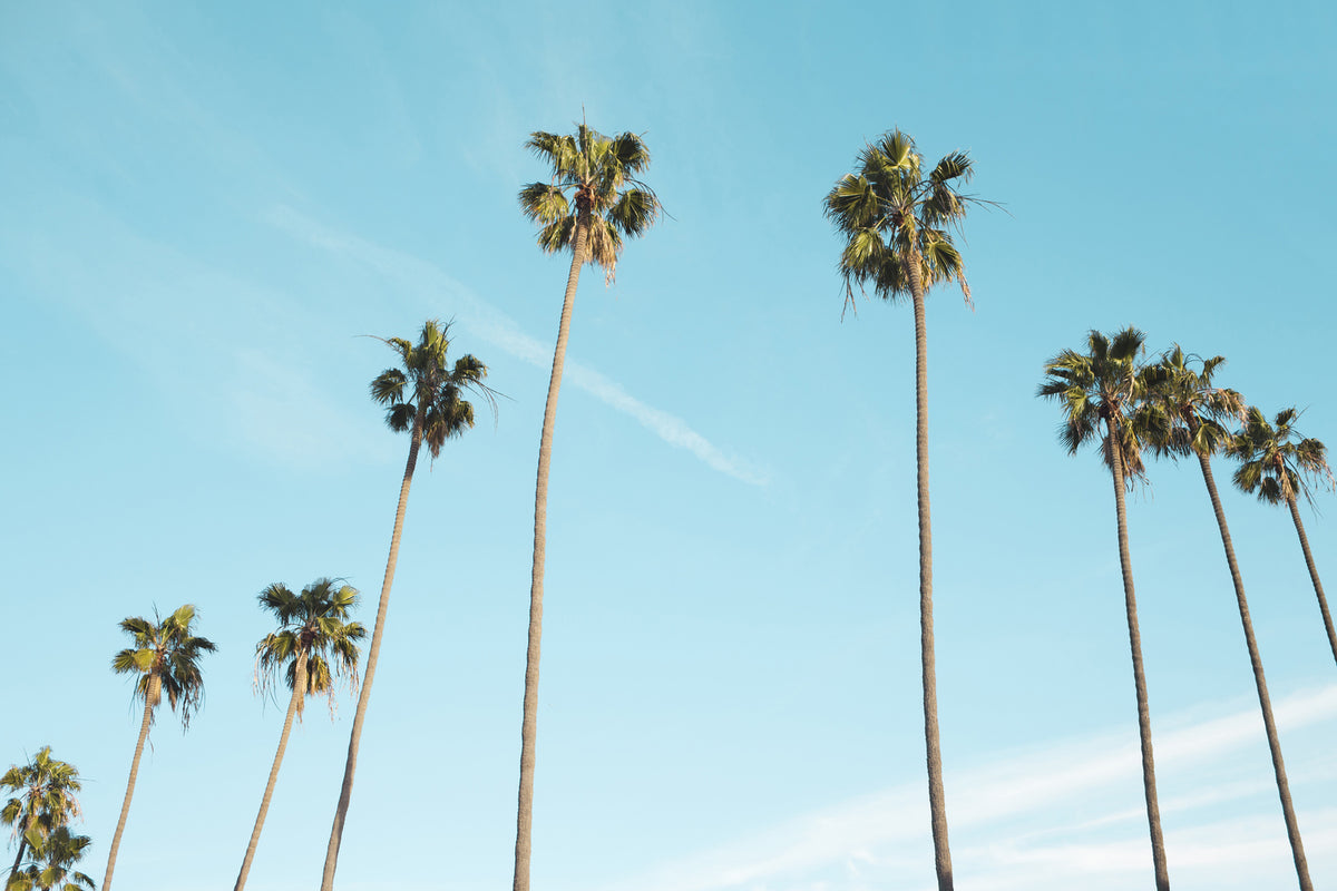 photo-wallpaper-a-sky-full-of-palm-trees