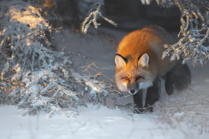 photo-wallpaper-red-fox-xxr