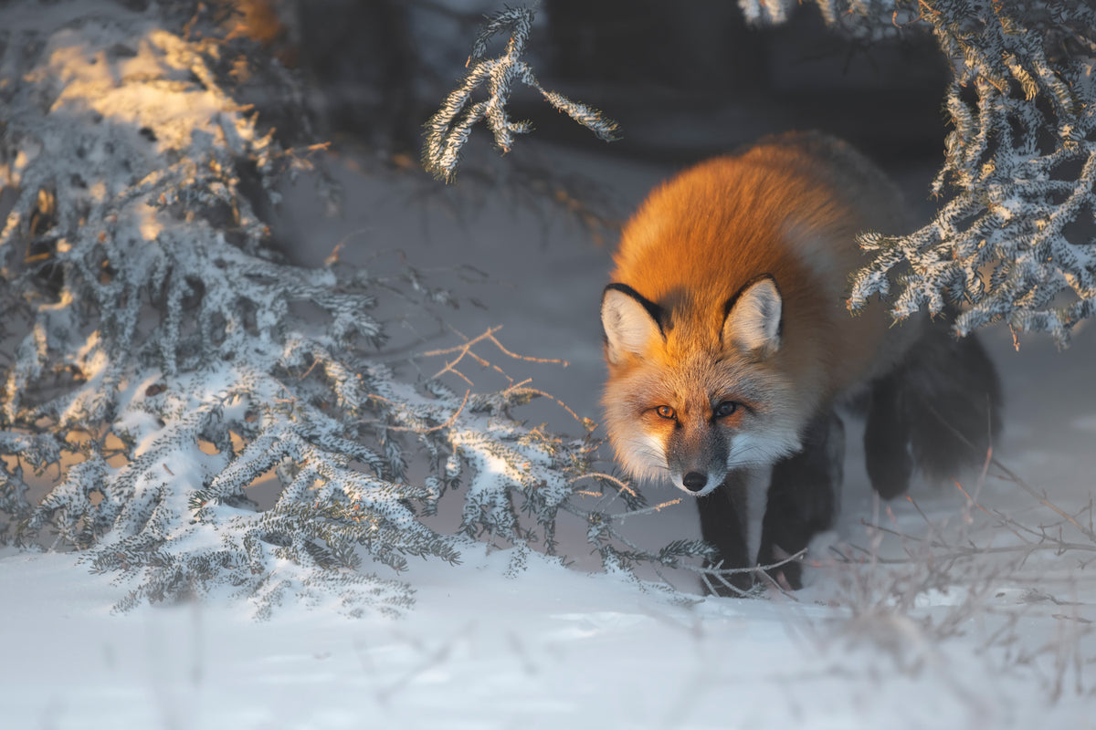 photo-wallpaper-red-fox-xxr