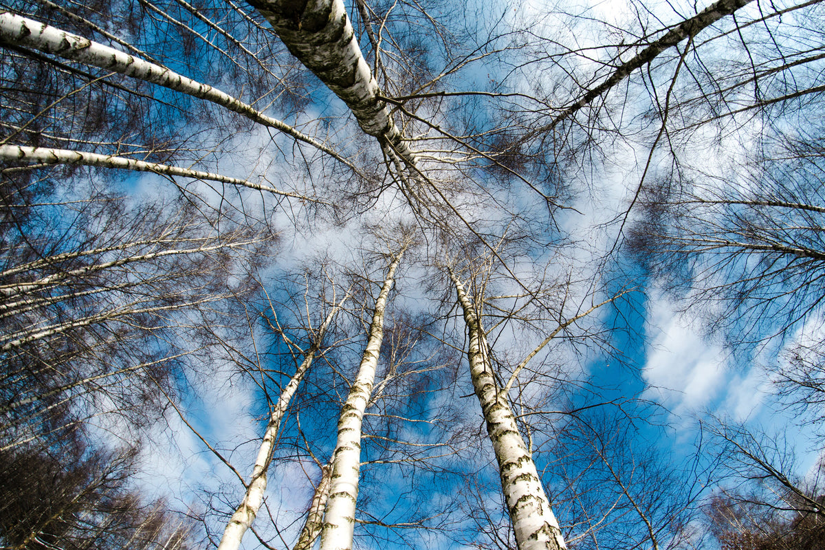 photo-wallpaper-birch-crowns