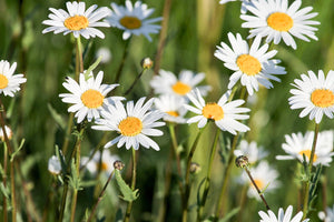 photo-wallpaper-xl-daisies