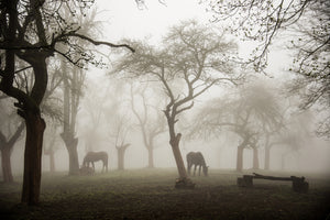 photo-wallpaper-horses-in-a-foggy-orchard-x