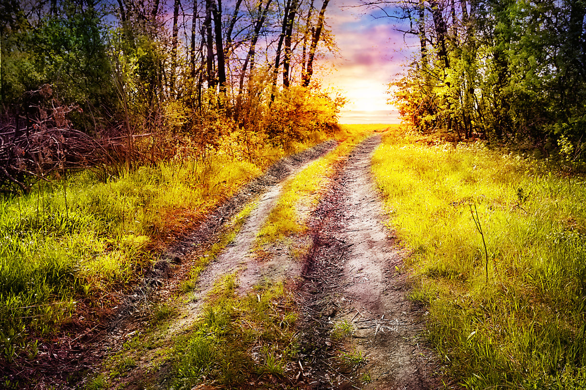 photo-wallpaper-the-forest-path