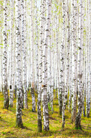 photo-wallpaper-the-birch-forest-in-the-spring