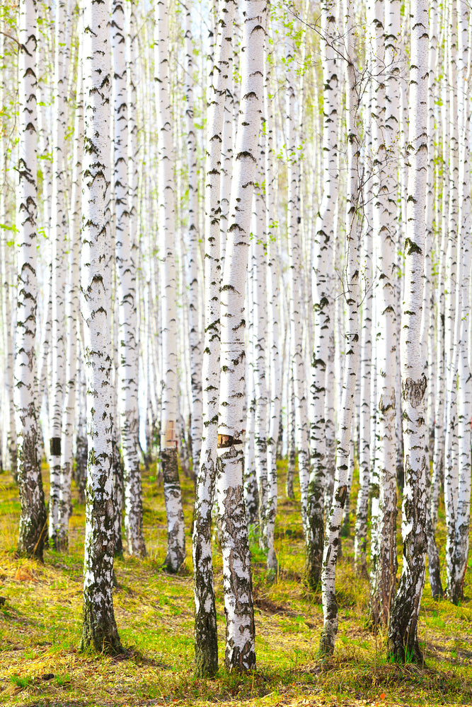 photo-wallpaper-the-birch-forest-in-the-spring