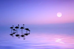 photo-wallpaper-morning-flamingo-x