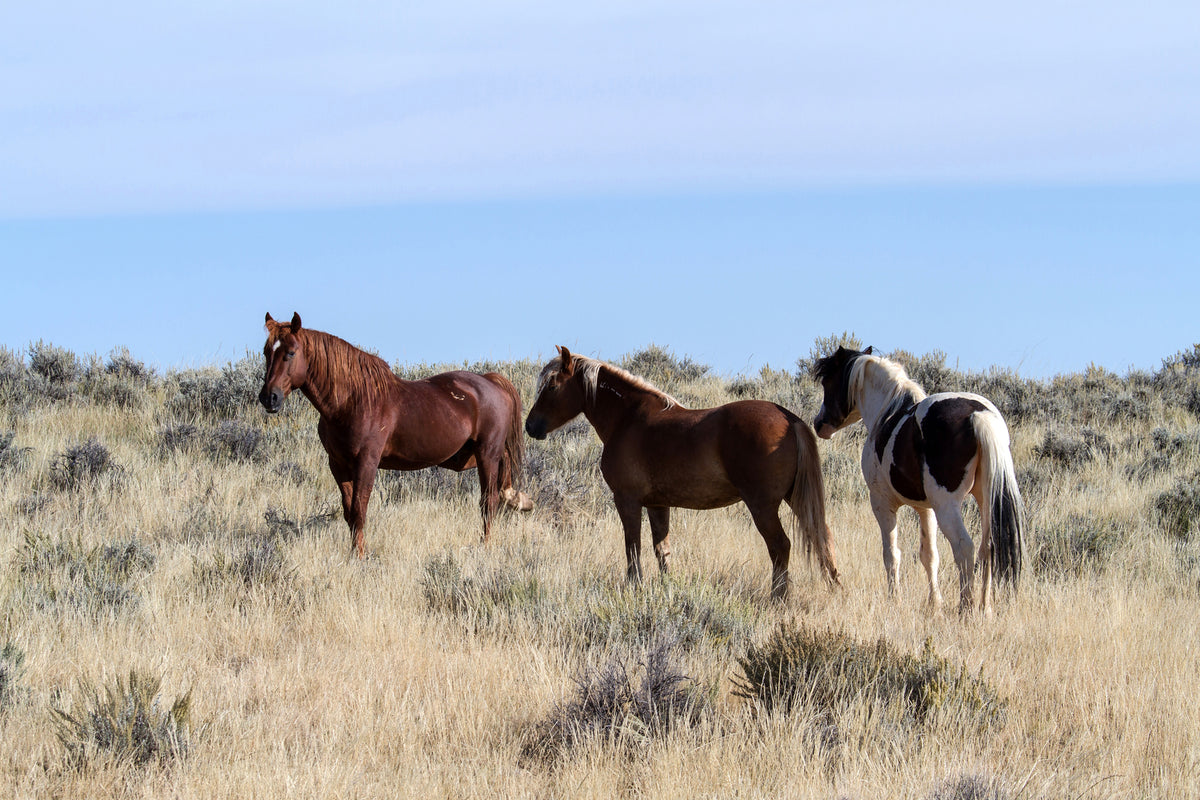 photo-wallpaper-3-horses-in-nature