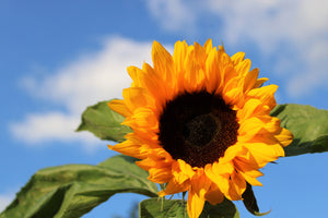 photo-wallpaper-sunflower-in-bloom