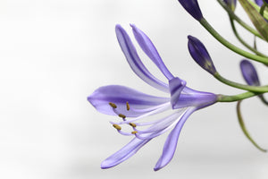 photo-wallpaper-lily-flower-in-purple