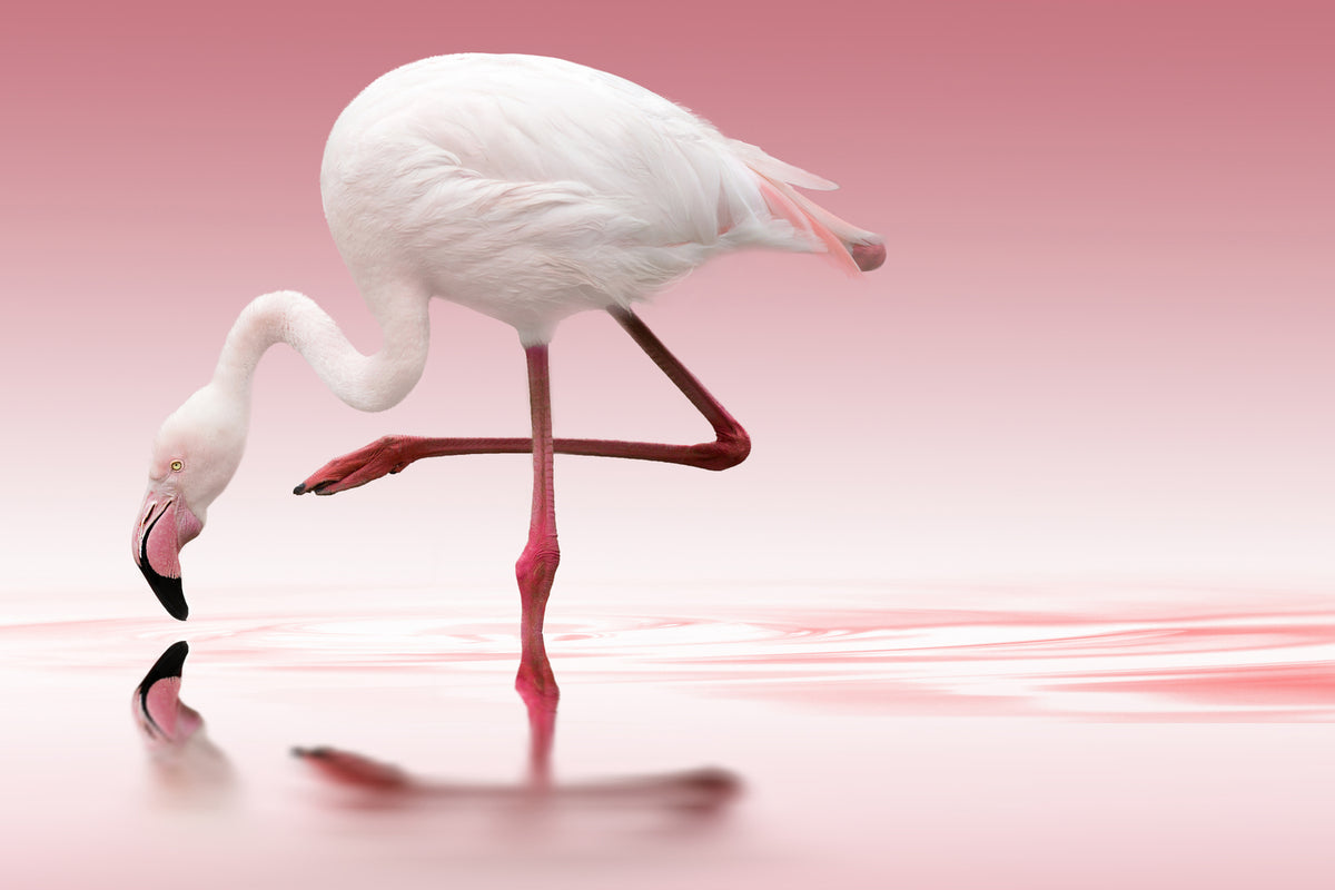 photo-wallpaper-flamingo