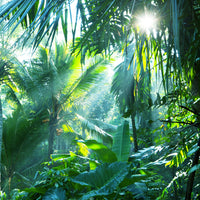 photo-wallpaper-in-tropical-forest