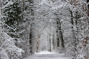 photo-wallpaper-enchanted-winter-forest