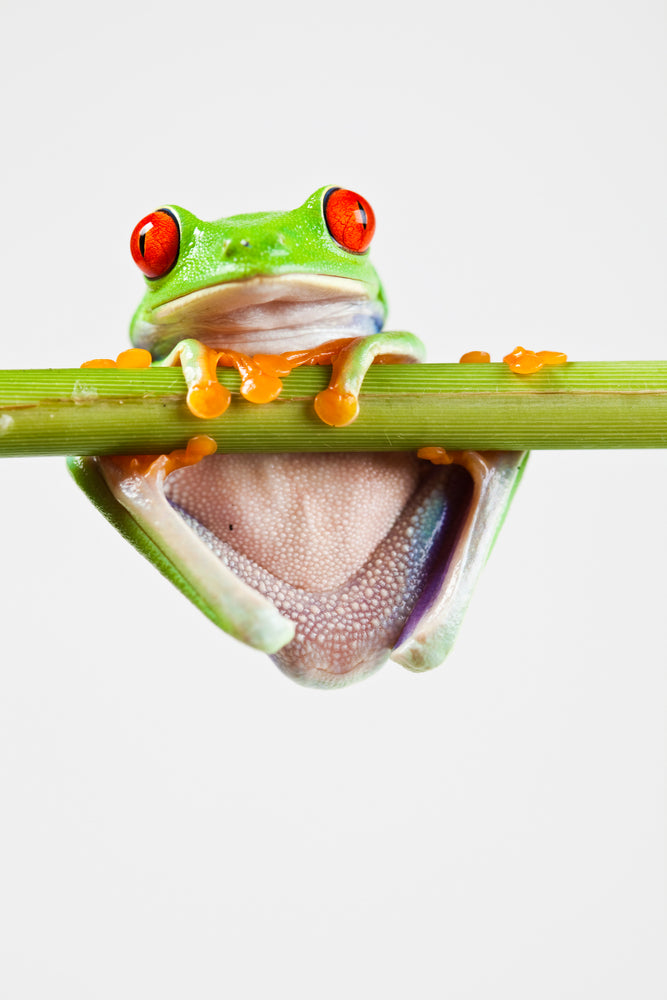 photo-wallpaper-frog-acrobatics