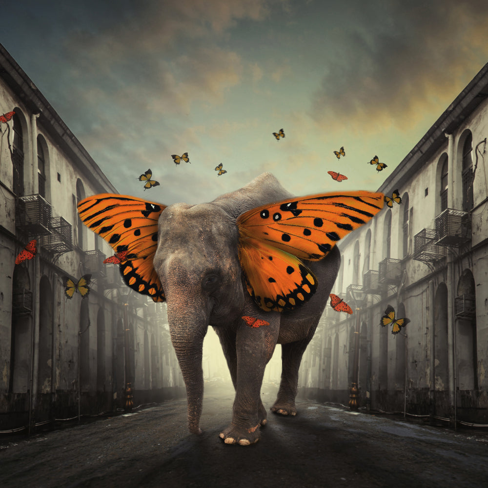 photo-wallpaper-butterphant